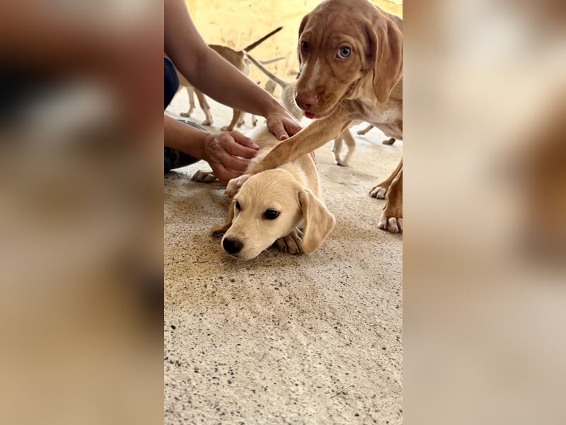Retrievermischlingswelpe SIMBA sucht eine Familie!