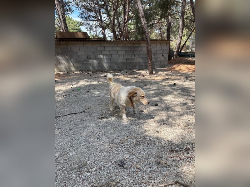 Kleine Grinsebacke BERTI (2 Jahre) sucht eine Familie!