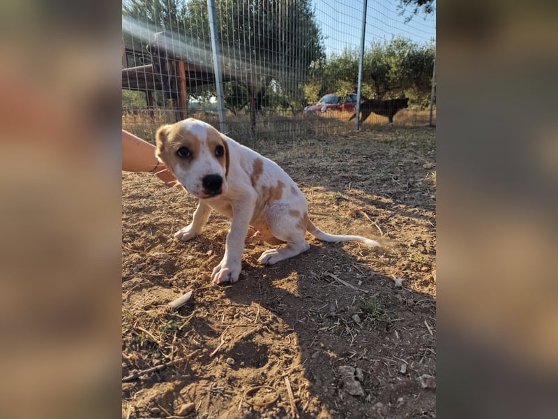 Kleine Kuschelmaus PEANUT (Juni 2026) sucht eine Familie!