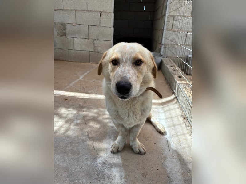 Kleine Grinsebacke BERTI (2 Jahre) sucht eine Familie!