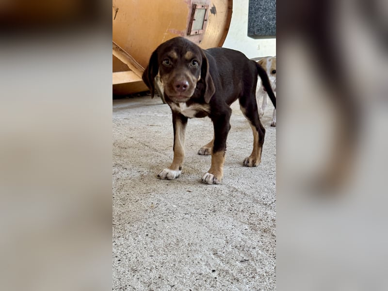 Mischlingswelpe SPENCER sucht eine Familie!