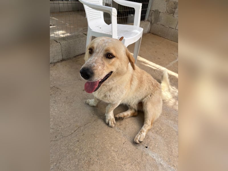 Kleine Grinsebacke BERTI (2 Jahre) sucht eine Familie!