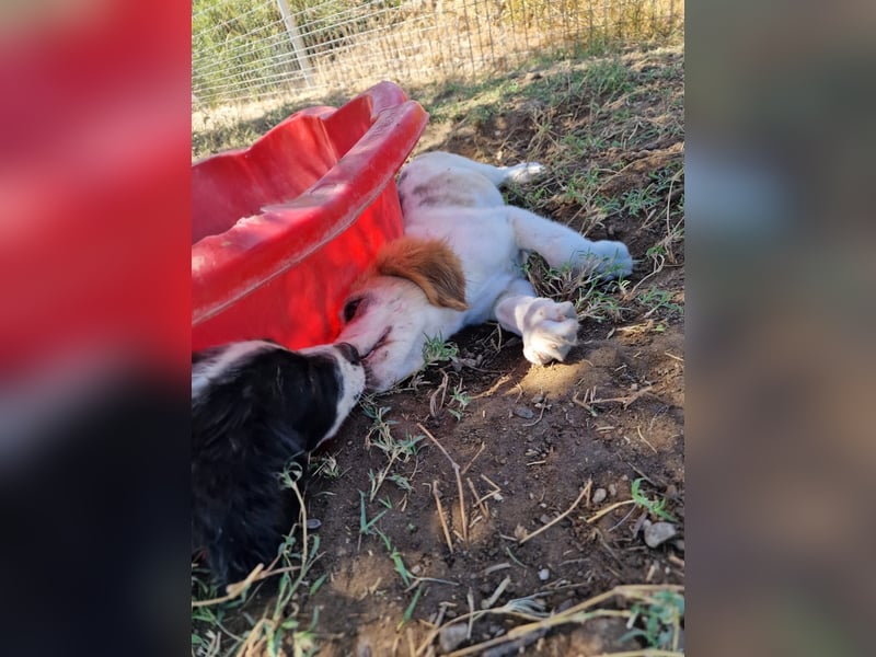 Kleine Hundedame TIARA (Juni 2026) sucht eine Familie!