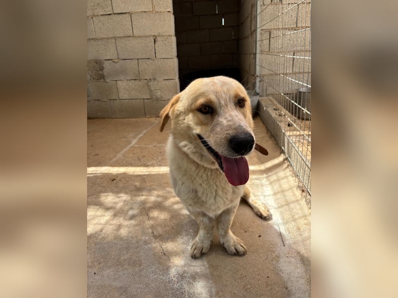 Kleine Grinsebacke BERTI (2 Jahre) sucht eine Familie!