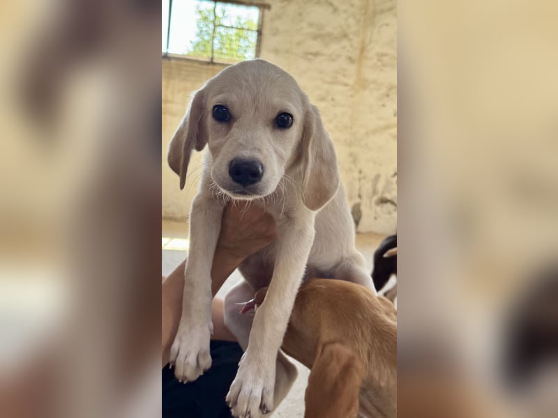 Retrievermischlingswelpe SIMBA sucht eine Familie!