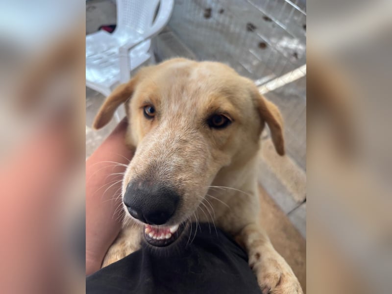 Kleine Grinsebacke BERTI (2 Jahre) sucht eine Familie!