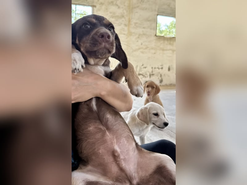 Retrievermischlingswelpe SIMBA sucht eine Familie!