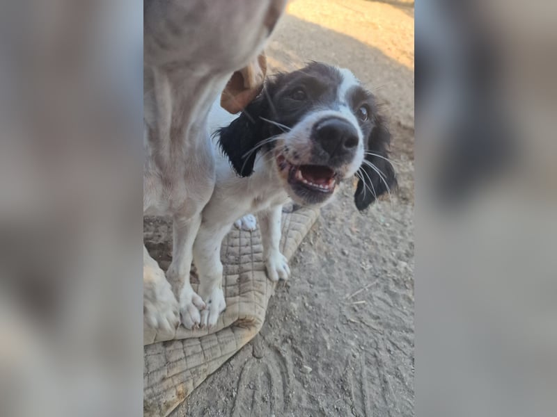 Kleine Hundedame TIARA (Juni 2026) sucht eine Familie!