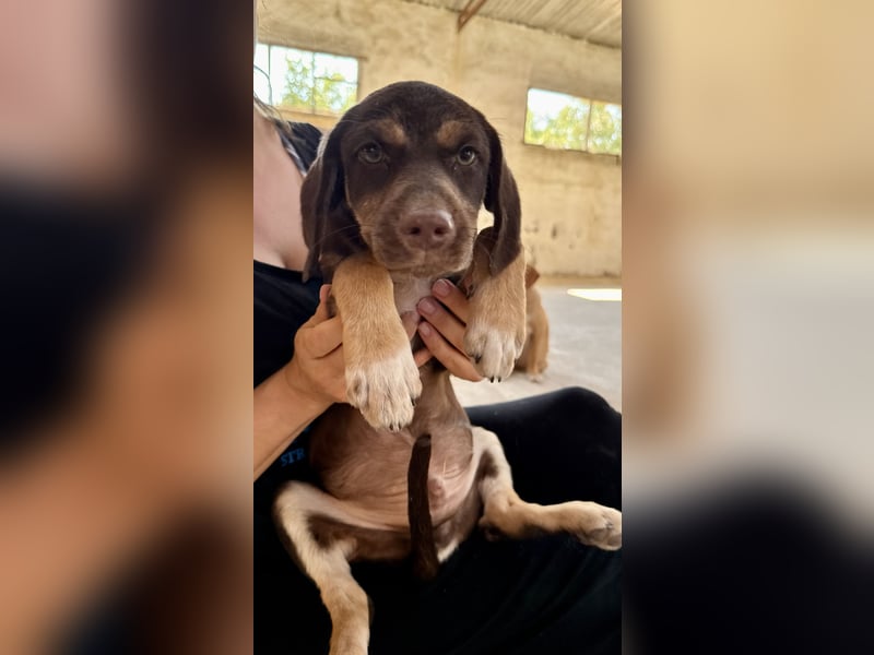 Mischlingswelpe SPENCER sucht eine Familie!