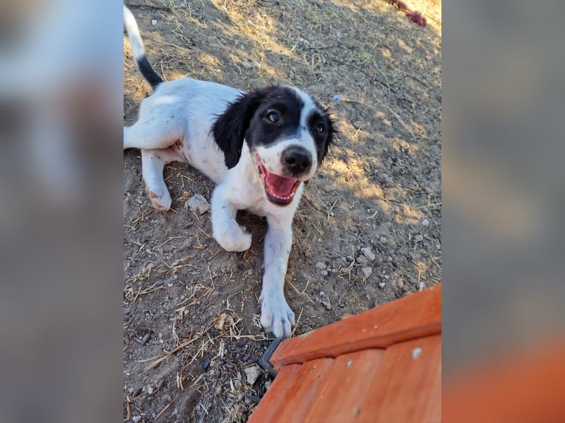 Kleine Hundedame TIARA (Juni 2026) sucht eine Familie!