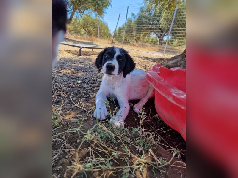 Kleine Hundedame TIARA (Juni 2026) sucht eine Familie!