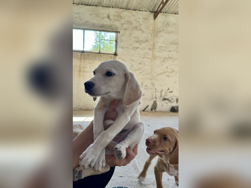 Retrievermischlingswelpe SIMBA sucht eine Familie!