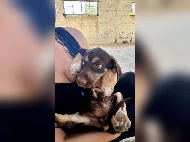 Mischlingswelpe SPENCER sucht eine Familie!