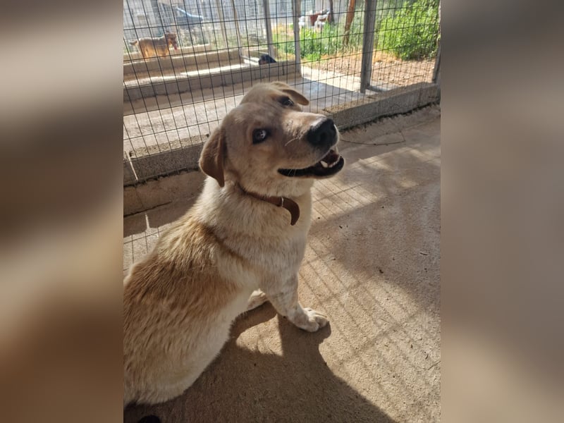 Kleine Grinsebacke BERTI (2 Jahre) sucht eine Familie!