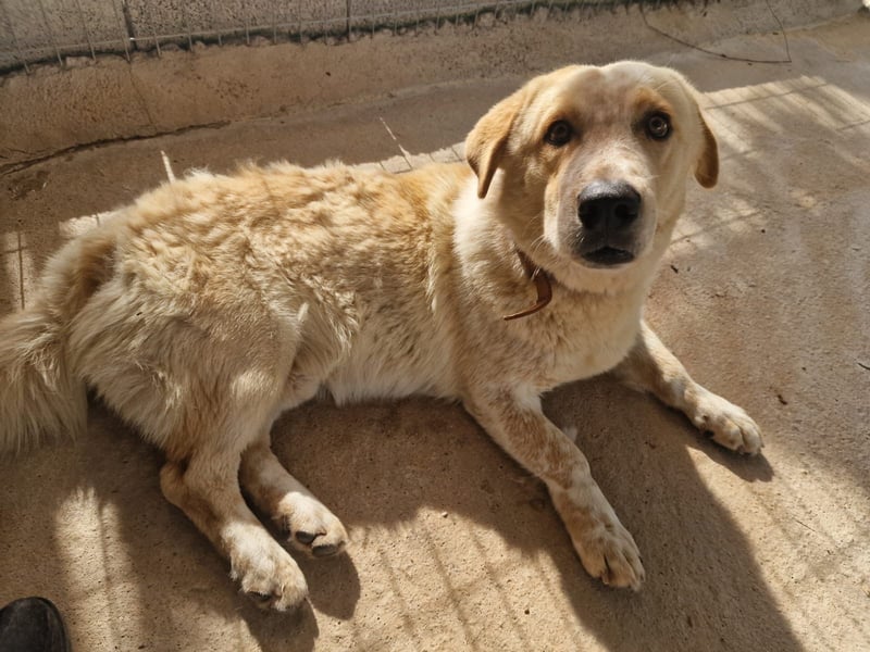 Kleine Grinsebacke BERTI (2 Jahre) sucht eine Familie!