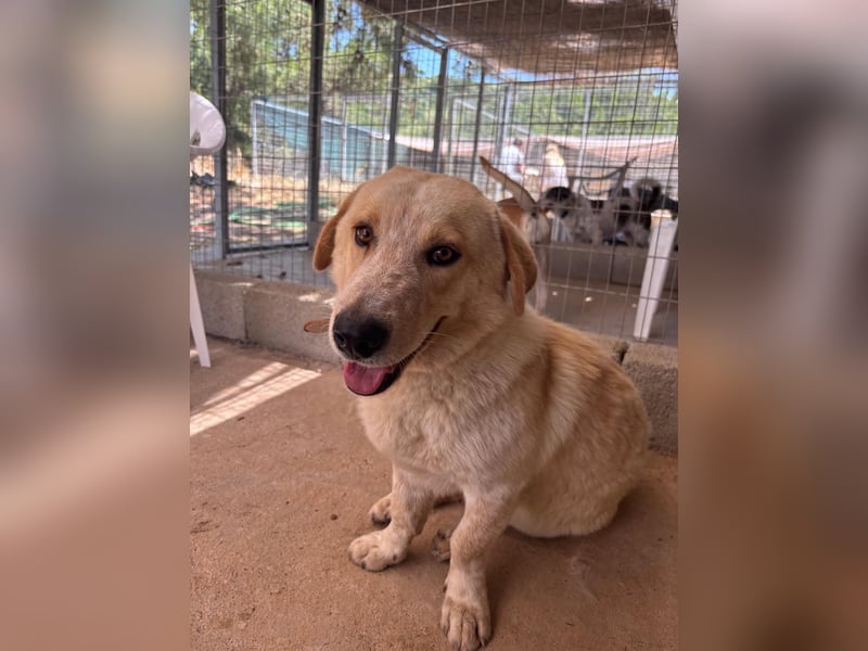 Kleine Grinsebacke BERTI (2 Jahre) sucht eine Familie!