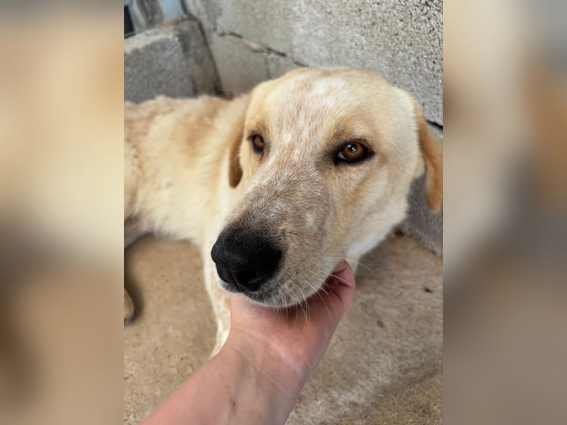 Kleine Grinsebacke BERTI (2 Jahre) sucht eine Familie!