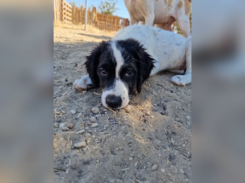 Kleine Hundedame TIARA (Juni 2026) sucht eine Familie!