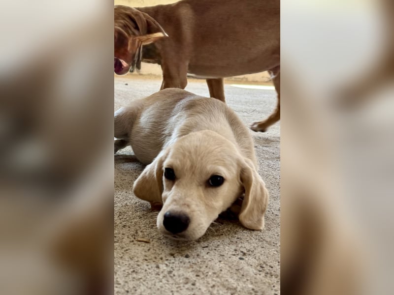 Retrievermischlingswelpe SIMBA sucht eine Familie!