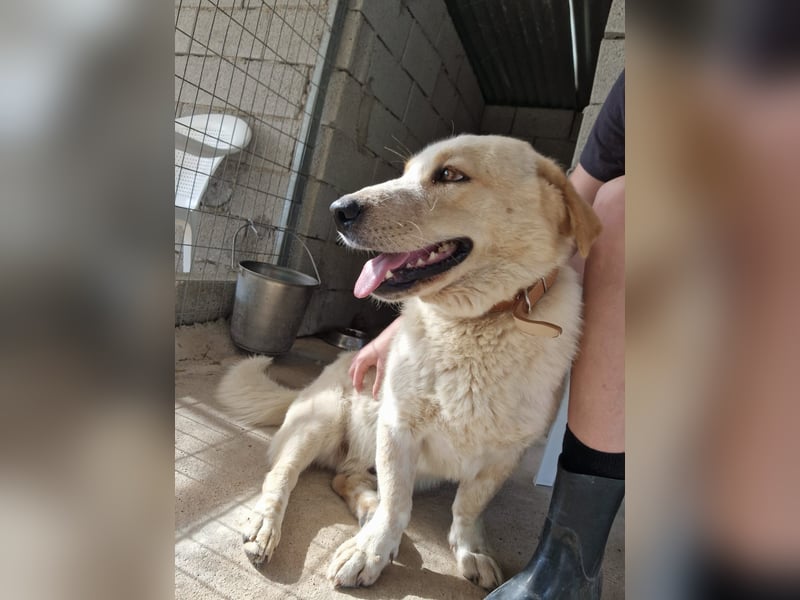 Kleine Grinsebacke BERTI (2 Jahre) sucht eine Familie!