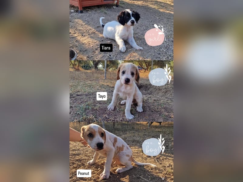 Kleine Hundedame TIARA (Juni 2026) sucht eine Familie!