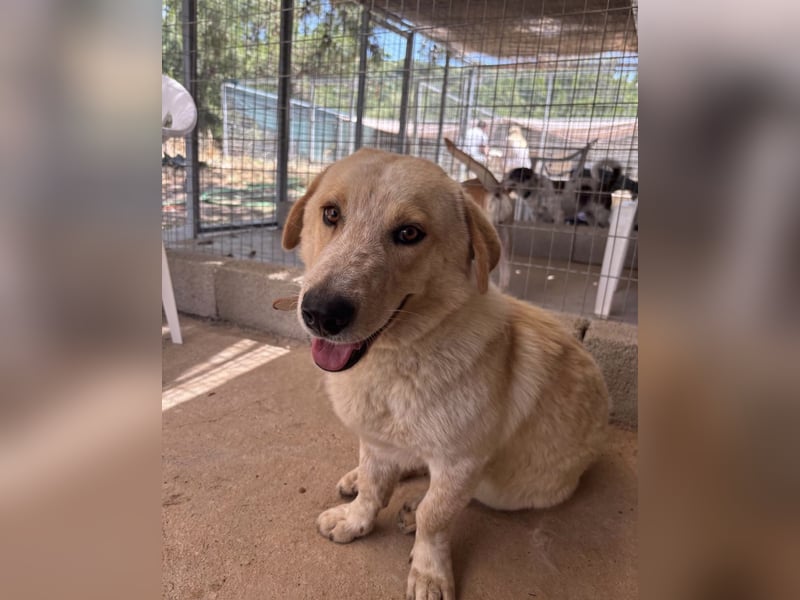 Kleine Grinsebacke BERTI (2 Jahre) sucht eine Familie!