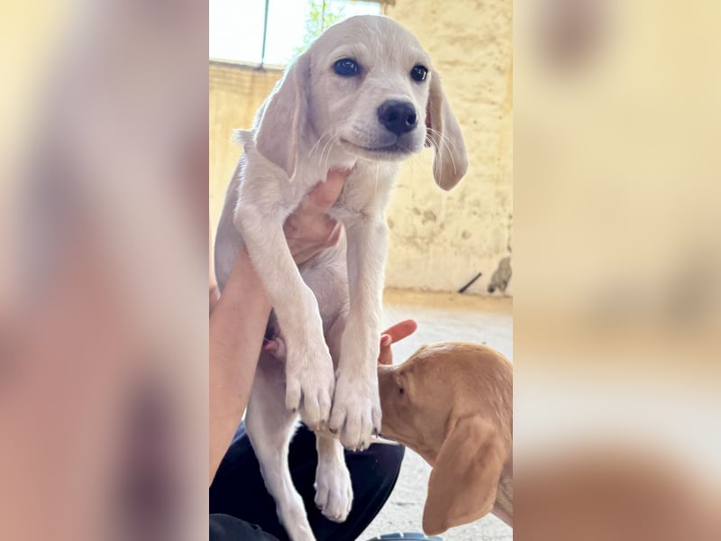 Retrievermischlingswelpe SIMBA sucht eine Familie!