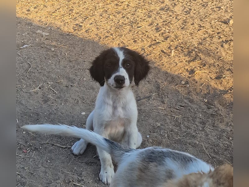 Kleine Hundedame TIARA (Juni 2026) sucht eine Familie!