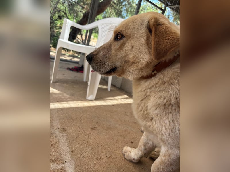 Kleine Grinsebacke BERTI (2 Jahre) sucht eine Familie!