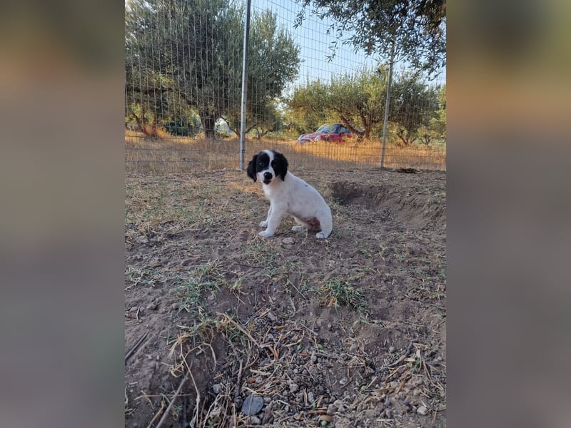 Kleine Hundedame TIARA (Juni 2026) sucht eine Familie!
