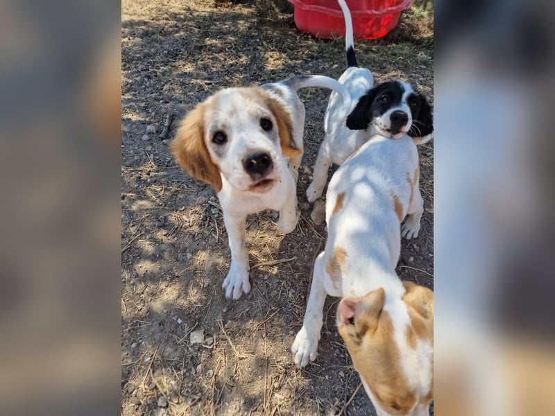 Kleine Hundedame TIARA (Juni 2026) sucht eine Familie!