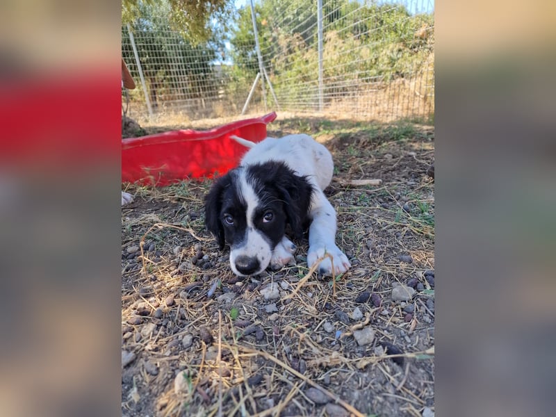 Kleine Hundedame TIARA (Juni 2026) sucht eine Familie!