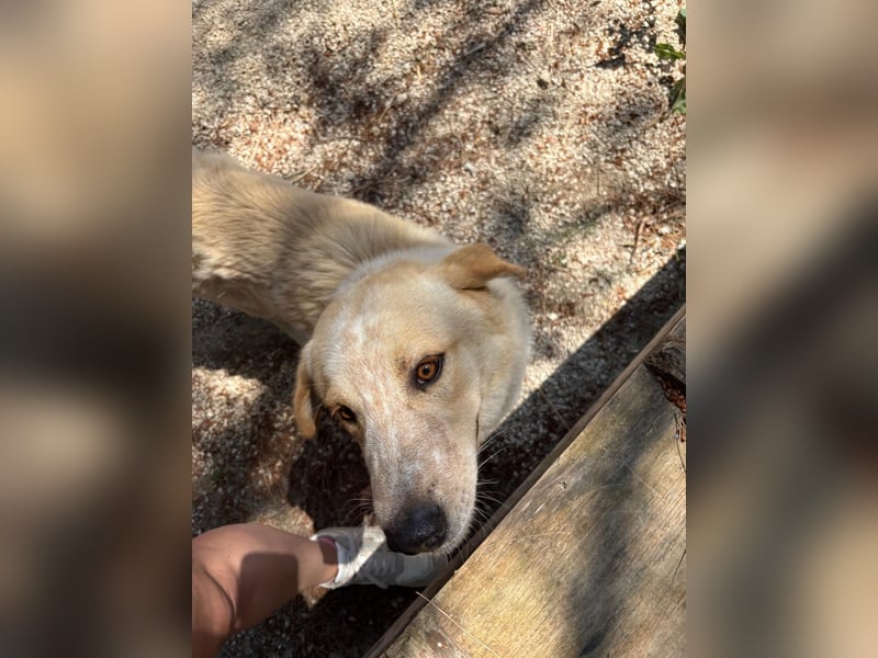 Kleine Grinsebacke BERTI (2 Jahre) sucht eine Familie!