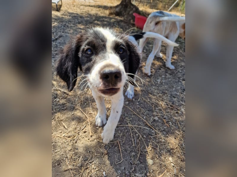 Kleine Hundedame TIARA (Juni 2026) sucht eine Familie!