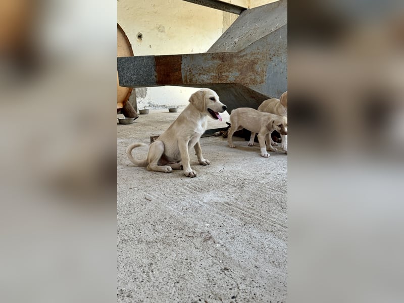 Retrievermischlingswelpe SIMBA sucht eine Familie!