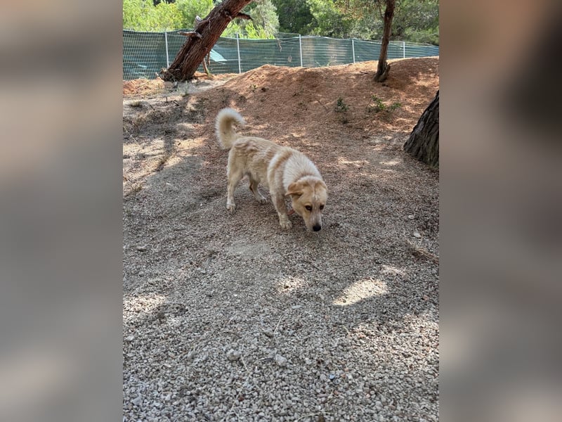 Kleine Grinsebacke BERTI (2 Jahre) sucht eine Familie!