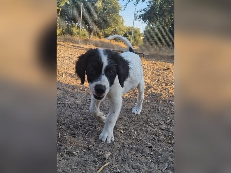 Kleine Hundedame TIARA (Juni 2026) sucht eine Familie!