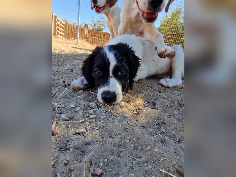 Kleine Hundedame TIARA (Juni 2026) sucht eine Familie!