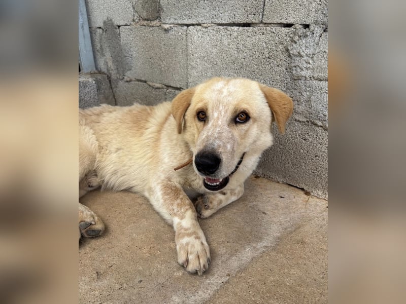 Kleine Grinsebacke BERTI (2 Jahre) sucht eine Familie!