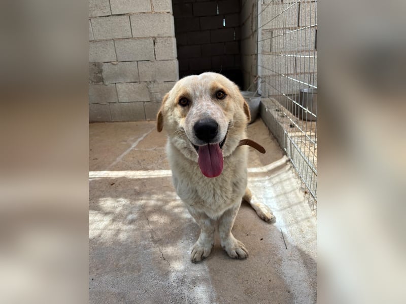 Kleine Grinsebacke BERTI (2 Jahre) sucht eine Familie!