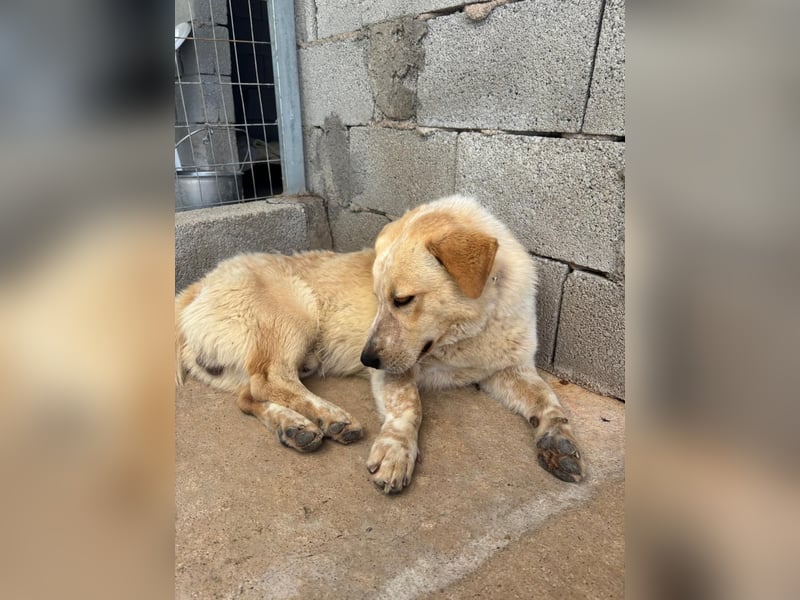 Kleine Grinsebacke BERTI (2 Jahre) sucht eine Familie!
