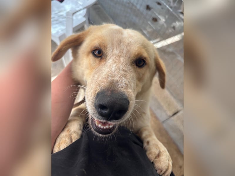 Kleine Grinsebacke BERTI (2 Jahre) sucht eine Familie!