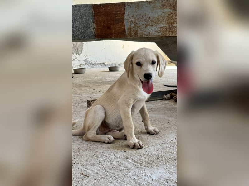 Retrievermischlingswelpe SIMBA sucht eine Familie!