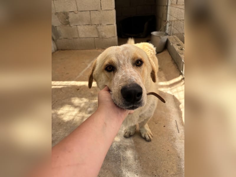 Kleine Grinsebacke BERTI (2 Jahre) sucht eine Familie!