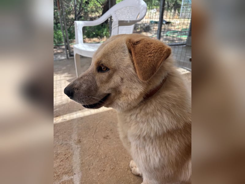 Kleine Grinsebacke BERTI (2 Jahre) sucht eine Familie!