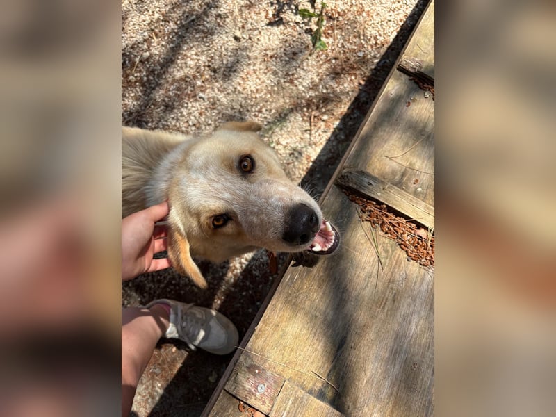 Kleine Grinsebacke BERTI (2 Jahre) sucht eine Familie!