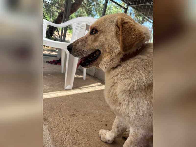 Kleine Grinsebacke BERTI (2 Jahre) sucht eine Familie!