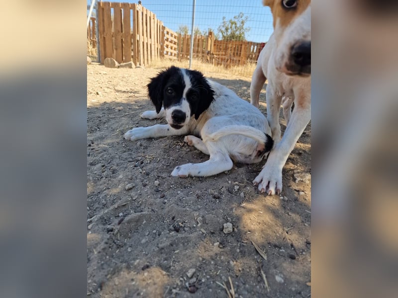 Kleine Hundedame TIARA (Juni 2026) sucht eine Familie!