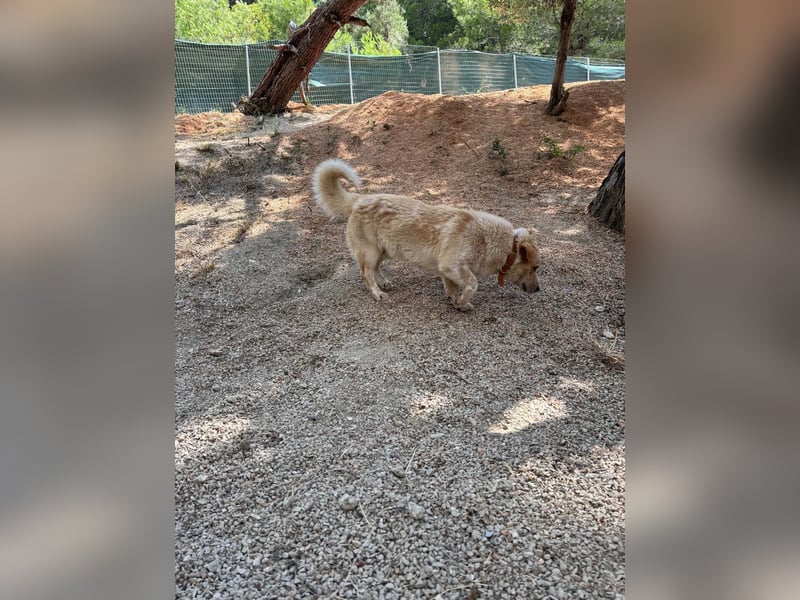 Kleine Grinsebacke BERTI (2 Jahre) sucht eine Familie!