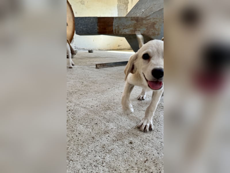 Retrievermischlingswelpe SIMBA sucht eine Familie!
